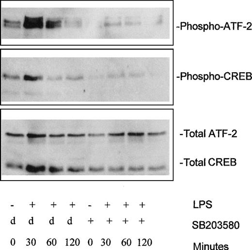 Fig. 4. LPS induces phosphorylation of the transcription factors ATF-2 and CREB in a p38SAPK-dependent manner. / Peripheral blood monocytes cultured with GM-CSF and IL-4 for 7 days (immature MoDCs) were exposed to LPS (100 ng/mL), and after variable lengths of time, samples were removed, separated by SDS/PAGE, and then probed with phosphorylation-specific antibodies to the transcription factors CREB and ATF-2. In some cases, the day-7 MoDCs were preincubated with the p38SAPK inhibitor SB203580 for 30 minutes before exposure to LPS. Because SB203580 was dissolved in DMSO, MoDCs that had been incubated with DMSO alone were used as controls (d). The Western blots show that phosphorylation (and hence activation) of the transcription factors ATF-2 and CREB is induced by the addition of LPS within 30 minutes. This appears to be mediated via the p38SAPK pathway because blocking this prevents the LPS-induced phosphorylation of these transcription factors. The faint bands that appear below the phospho-CREB bands in the middle panel are due to cross-reactivity of the anti-phospho–ATF-2 antibody with ATF-1, which runs in this position. The lowest panel shows the blot probed for total ATF-2 and CREB to demonstrate loading of samples. Similar results were obtained in 3 separate experiments.