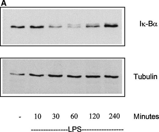 Fig. 5. Role of the NF-κB pathway in MoDC maturation. / (A) LPS induces the degradation of Iκ-Bα in MoDCs. Day-7 immature MoDCs were exposed to LPS (100 ng/mL) for variable lengths of time (as shown), after which samples were removed and analyzed by Western blotting with an antibody directed against Iκ-Bα. The blot shows the degradation of Iκ-Bα induced in MoDCs by the addition of LPS. The lower panel shows the blot probed for tubulin to demonstrate equal loading of samples. Similar results were obtained in 3 separate experiments. (B) SN50 peptide inhibits the LPS-induced nuclear translocation of NF-κB. Day-7 immature MoDCs were stimulated with LPS (100 ng/mL) after preincubation with SN50 or control SN50M peptide (50 μg/mL), after which nuclear extracts were prepared. Oligonucleotides (containing the consensus binding sequence for NF-κB) bound to agarose beads were used to pull down nuclear NF-κB. The resulting samples were analyzed by SDS/PAGE and immunoblotting using a polyclonal anti-p65 NF-κB antibody. LPS can be seen to induce the nuclear translocation of NF-κB within 30 minutes of its addition to MoDCs. This is prevented by the addition of the SN50 peptide. The control peptide had no such effect.