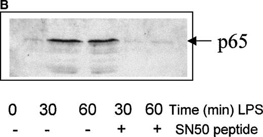 Fig. 5. Role of the NF-κB pathway in MoDC maturation. / (A) LPS induces the degradation of Iκ-Bα in MoDCs. Day-7 immature MoDCs were exposed to LPS (100 ng/mL) for variable lengths of time (as shown), after which samples were removed and analyzed by Western blotting with an antibody directed against Iκ-Bα. The blot shows the degradation of Iκ-Bα induced in MoDCs by the addition of LPS. The lower panel shows the blot probed for tubulin to demonstrate equal loading of samples. Similar results were obtained in 3 separate experiments. (B) SN50 peptide inhibits the LPS-induced nuclear translocation of NF-κB. Day-7 immature MoDCs were stimulated with LPS (100 ng/mL) after preincubation with SN50 or control SN50M peptide (50 μg/mL), after which nuclear extracts were prepared. Oligonucleotides (containing the consensus binding sequence for NF-κB) bound to agarose beads were used to pull down nuclear NF-κB. The resulting samples were analyzed by SDS/PAGE and immunoblotting using a polyclonal anti-p65 NF-κB antibody. LPS can be seen to induce the nuclear translocation of NF-κB within 30 minutes of its addition to MoDCs. This is prevented by the addition of the SN50 peptide. The control peptide had no such effect.