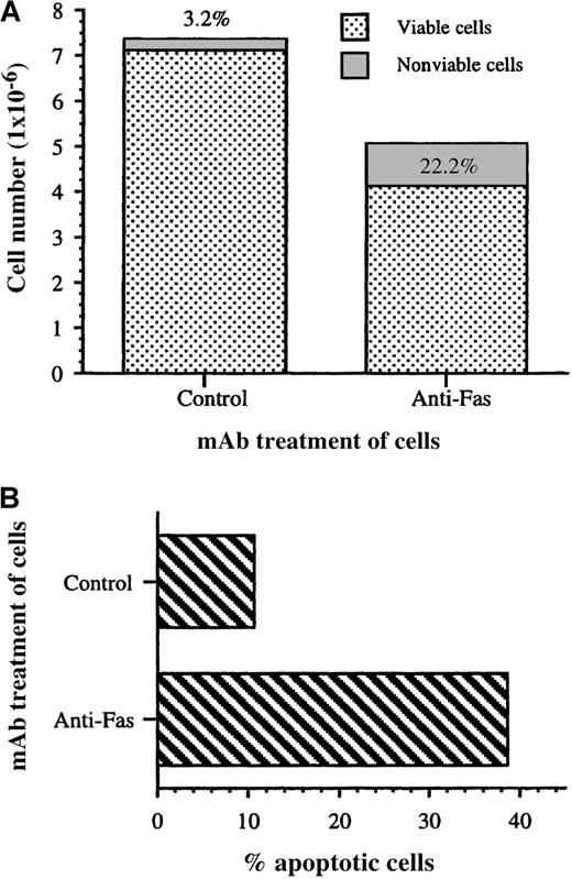 Fig. 2. Cell death of MMB3.19 cells induced by anti-Fas antibody. / MMB3.19 cells were incubated with anti-Fas mAb for 24 hours. Then (A) half the cells were stained with trypan blue and (B) the remaining cells were stained for TUNEL analysis.