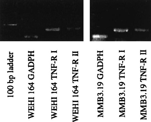 Fig. 3. TNF receptor messenger RNA expression by MMB3.19 cells. / Messenger RNA (mRNA) was isolated from MMB3.19 (lanes 5-7) and WEHI164 (lanes 2-4) cells and reverse transcribed to produce complimentary DNA (cDNA). Primers for GADPH (lanes 2 and 5) and TNF receptors type I (lanes 3 and 6) and type II (lanes 4 and 7) were used for PCR, and the products were resolved on an agarose gel.