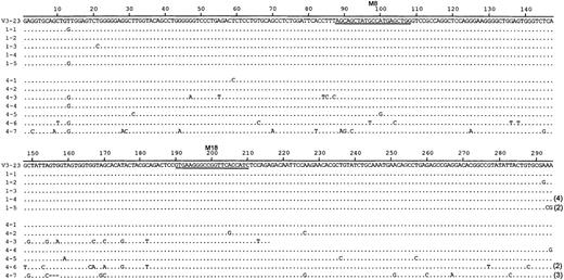 Fig. 4. DNA sequence analysis of V3-23 transcripts from T-cell–activated B-cell cultures. / B-cell cultures from BMT-recipient B cells supported by autologous activated T cells (sequences 1-1-1-5) and healthy-subject B cells supported by BMT-recipient T cells (sequences 4-1-4-7). Repeated isolation of the same cDNA clone is indicated by parentheses. Sequences 1-1-1-5 are taken from BMT5; sequences 4-1-4-7 are taken from HS4 (indicated by the filled circles in Figure 2).
