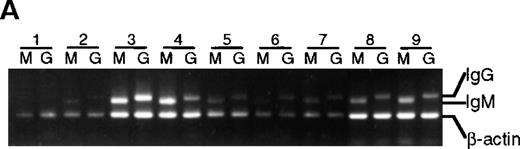 Fig. 5. Presence of IgM and IgG mRNA in 14-day B-cell cultures of BMT recipients and healthy subjects. / cDNA from B-cell cultures from 9 recipients and 7 healthy subjects was amplified with the use of 5′ primers specific for VH3 and 3′ primers specific for either IgM or IgG. Results are representative of analysis of triplicate cultures. As an internal control, β-actin mRNA was used. Lanes M were amplified with the use of Cμ primers, lanes G with the use of Cγ primers. (A) BMT recipients. (B) Healthy subjects.