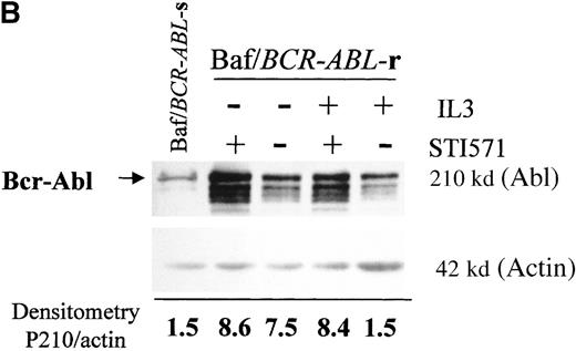 Fig. 4. BCR-ABL expression in Baf/BCR-ABL clones. / Western blots probed with anti-Abl (upper part of the filters) and anti-actin (lower part of the filters) antibodies. (A) Lane 1: Baf/BCR-ABL-s. Lanes 2-5: 4 Baf/BCR-ABL clones resistant to 1 μmol/L STI571. Lanes 6, 7: 2 Baf/BCR-ABLclones resistant to 3 μmol/L STI571. Note that one tenth the protein was loaded onto the latter 2 lanes to enable resolution of the 210-kd Bcr-Abl band without saturation of the image. Densitometric Bcr-Abl/actin ratio for each sample showed an average 7-fold Bcr-Abl overexpression in the clones resistant to 1 μmol/L STI571 and 34-fold in those resistant to 3 μmol/L in comparison with the level of expression in the sensitive parental line. (B) Modulation of Bcr-Abl expression in Baf/BCR-ABL cells grown for 3 days in the presence (+) or absence (−) of IL-3, STI571, or both. The P210/actin ratios indicate that the removal of STI571 leads to a weak reduction in the level of Bcr-Abl protein and that the effect is significantly enhanced by the addition of IL-3. These results were reproduced in 4 identical experiments. (C) BCR-ABL mRNA levels in Baf/BCR-ABL-r1 cells after 3- and 7-day withdrawal of STI571 from the culture.