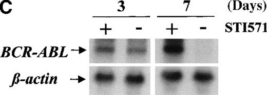 Fig. 4. BCR-ABL expression in Baf/BCR-ABL clones. / Western blots probed with anti-Abl (upper part of the filters) and anti-actin (lower part of the filters) antibodies. (A) Lane 1: Baf/BCR-ABL-s. Lanes 2-5: 4 Baf/BCR-ABL clones resistant to 1 μmol/L STI571. Lanes 6, 7: 2 Baf/BCR-ABLclones resistant to 3 μmol/L STI571. Note that one tenth the protein was loaded onto the latter 2 lanes to enable resolution of the 210-kd Bcr-Abl band without saturation of the image. Densitometric Bcr-Abl/actin ratio for each sample showed an average 7-fold Bcr-Abl overexpression in the clones resistant to 1 μmol/L STI571 and 34-fold in those resistant to 3 μmol/L in comparison with the level of expression in the sensitive parental line. (B) Modulation of Bcr-Abl expression in Baf/BCR-ABL cells grown for 3 days in the presence (+) or absence (−) of IL-3, STI571, or both. The P210/actin ratios indicate that the removal of STI571 leads to a weak reduction in the level of Bcr-Abl protein and that the effect is significantly enhanced by the addition of IL-3. These results were reproduced in 4 identical experiments. (C) BCR-ABL mRNA levels in Baf/BCR-ABL-r1 cells after 3- and 7-day withdrawal of STI571 from the culture.