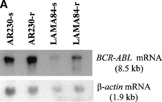 Fig. 5. BCR-ABL expression in AR230 and LAMA84. / (A) Northern blot analysis of BCR-ABL (with an ABLprobe) and β-actin (loading control) mRNA in the sensitive and resistant cells. Densitometric analysis of the BCR-ABL/actin ratio showed a 1.6- and a 5.5-fold increase in AR230-r and LAMA84-r, respectively, compared with their sensitive parental lines. (B) Western blot probed with anti-Abl (upper part of the filter) and anti-actin (lower part of the filter) antibodies. Bcr-Abl overexpression in relation to the sensitive counterparts was estimated by densitometry of the Bcr-Abl/actin ratio as 6-and 12-fold in AR230-r and LAMA84-r, respectively; these values were reduced to 1.5- and 5.6-fold, respectively, 7 days after withdrawal of STI571 from the culture. (C) Western blot probed with anti-Bcr (upper part of the filter) and anti-actin (lower part of the filter) antibodies. CML-T1, which does not express normal Bcr protein, and KCL22, which does, were used as negative and positive controls, respectively. LAMA84-r overexpresses both Bcr (160 kd) and Bcr-Abl (210 kd) compared withA84-s. LAMA84-r* corresponds to the subline maintained in culture without STI571 for 1 week, in which reductions in Bcr-Abl and Bcr expression can be observed. AR230-r cells express a lower level of Bcr protein than AR230-s in spite of the Bcr-Abl overexpression.