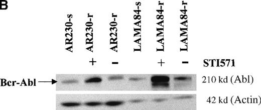 Fig. 5. BCR-ABL expression in AR230 and LAMA84. / (A) Northern blot analysis of BCR-ABL (with an ABLprobe) and β-actin (loading control) mRNA in the sensitive and resistant cells. Densitometric analysis of the BCR-ABL/actin ratio showed a 1.6- and a 5.5-fold increase in AR230-r and LAMA84-r, respectively, compared with their sensitive parental lines. (B) Western blot probed with anti-Abl (upper part of the filter) and anti-actin (lower part of the filter) antibodies. Bcr-Abl overexpression in relation to the sensitive counterparts was estimated by densitometry of the Bcr-Abl/actin ratio as 6-and 12-fold in AR230-r and LAMA84-r, respectively; these values were reduced to 1.5- and 5.6-fold, respectively, 7 days after withdrawal of STI571 from the culture. (C) Western blot probed with anti-Bcr (upper part of the filter) and anti-actin (lower part of the filter) antibodies. CML-T1, which does not express normal Bcr protein, and KCL22, which does, were used as negative and positive controls, respectively. LAMA84-r overexpresses both Bcr (160 kd) and Bcr-Abl (210 kd) compared withA84-s. LAMA84-r* corresponds to the subline maintained in culture without STI571 for 1 week, in which reductions in Bcr-Abl and Bcr expression can be observed. AR230-r cells express a lower level of Bcr protein than AR230-s in spite of the Bcr-Abl overexpression.