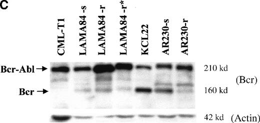 Fig. 5. BCR-ABL expression in AR230 and LAMA84. / (A) Northern blot analysis of BCR-ABL (with an ABLprobe) and β-actin (loading control) mRNA in the sensitive and resistant cells. Densitometric analysis of the BCR-ABL/actin ratio showed a 1.6- and a 5.5-fold increase in AR230-r and LAMA84-r, respectively, compared with their sensitive parental lines. (B) Western blot probed with anti-Abl (upper part of the filter) and anti-actin (lower part of the filter) antibodies. Bcr-Abl overexpression in relation to the sensitive counterparts was estimated by densitometry of the Bcr-Abl/actin ratio as 6-and 12-fold in AR230-r and LAMA84-r, respectively; these values were reduced to 1.5- and 5.6-fold, respectively, 7 days after withdrawal of STI571 from the culture. (C) Western blot probed with anti-Bcr (upper part of the filter) and anti-actin (lower part of the filter) antibodies. CML-T1, which does not express normal Bcr protein, and KCL22, which does, were used as negative and positive controls, respectively. LAMA84-r overexpresses both Bcr (160 kd) and Bcr-Abl (210 kd) compared withA84-s. LAMA84-r* corresponds to the subline maintained in culture without STI571 for 1 week, in which reductions in Bcr-Abl and Bcr expression can be observed. AR230-r cells express a lower level of Bcr protein than AR230-s in spite of the Bcr-Abl overexpression.