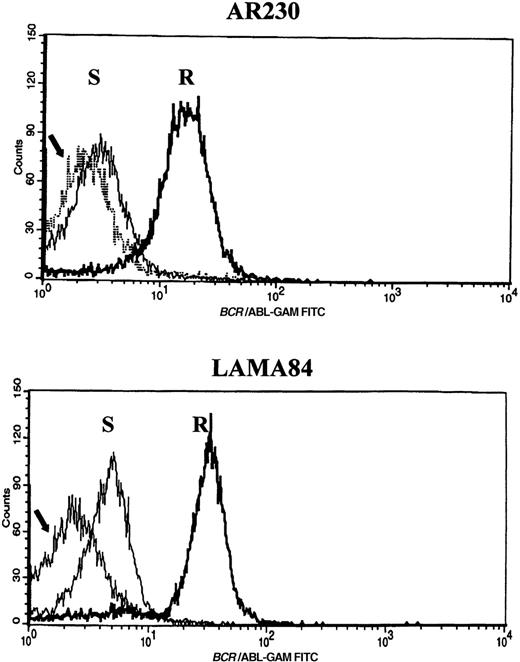 Fig. 6. Flow cytometric histograms of AR230 and LAMA84 sensitive (S) and resistant (R) clones stained with an anti-Abl mAb. / The arrow indicates the profile of a BCR-ABL–negative cell line (HL60) stained with the same antibody. Relative fluorescence values are shown on the x axis.