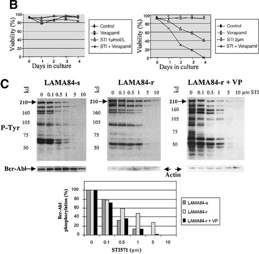 Fig. 9. Expression and function of the Pgp MDR-1 gene product in LAMA84. / (A) Flow cytometric analysis of Pgp expression in LAMA84-r and LAMA84-s clones. Note that the histogram for the latter overlaps that of cells stained with the isotypic control. (B) Effect of verapamil on the viability of LAMA84-r cells incubated with 1 μmol/L (left panel) or 2 μmol/L (right panel) STI571. (C) Effect of verapamil on the IC50 of LAMA84 cells. Upper panels show Western blots of LAMA84-s, LAMA84-r, and LAMA84-r treated with verapamil for 2 hours, probed with an anti-phosphotyrosine (pTyr) and with anti-Abl (Bcr-Abl band shown) or anti-actin antibodies. Lower panel illustrates the decrease in the IC50 for Bcr-Abl phosphorylation in LAMA84-r cells exposed to verapamil (VP), as calculated by densitometric analysis of the ratio pTyr-Bcr-Abl/Bcr-Abl or pTyr-Bcr-Abl/actin. We have ascertained that verapamil does not modify the IC50 in LAMA84-s cells (data not shown).