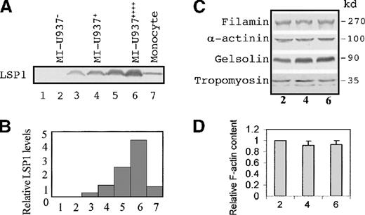 Fig. 1. LSP1, but not other actin-binding proteins, is expressed at varied levels in stably transfected, monocyte-differentiated U937 cell lines. / Shown in (A) are immunoblots with anti-LSP1 monoclonal antibody and in (B) the relative LSP1 levels in human monocytes (lane 7) and a variety of stably transfected U937 cell lines (lane 1-6). Quantitative analyses were performed on immunoblot by scanning densitometry. Results are expressed relative to monocytes. Lanes 1, 3, and 5 are U937 cell lines with negative, lower, and higher LSP1 expression, respectively. Lane 1 is the control U937 cell transfected with pCEP4 vector only. The cell lines used in the locomotion study are db-cAMP–treated above cell lines indicated as MI-U937− (lane 2), MI-U937+ (lane 4), and MI-U937++++ (lane 6), respectively. (C) Antifilamin, anti–α-actinin, antigelsolin, and antitropomyosin immunoblots of MI-U937−, MI-U937+, and MI-U937++++ cells. In each lane, 50 μg of total cellular proteins from these cells were loaded. Filamin, gelsolin, α-actinin, and tropomyosin are expressed at equivalent levels in stably transfected monocyte-differentiated U937 cell lines. (D) F-actin quantitative analysis performed on these MI cell lines by flow cytometry of the cells stained with NBD-phallacidin. Results are expressed relative to MI-U937− cells (lane 2) as mean ± SD (n = 4-5).