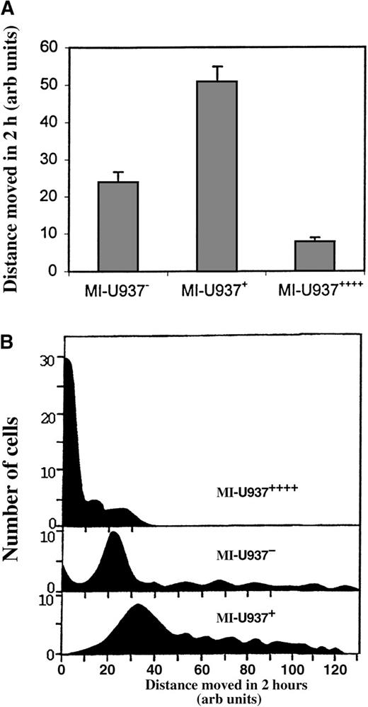 Fig. 3. The mean rate of U937 cell locomotion is a function of LSP1 level. / (A) The mean rates of locomotion (n = 3) for 100 cells analyzed from 3 different experiments in which transfected U937 cells were induced to monocytic differentiation and then MI-U937−, MI-U937+, and MI-U937++++ cells were plated, videotaped, and video-tracked for 2 hours to determine their rates of locomotion. The distribution of rates of locomotion of U937 cells confirms variance of rate of locomotion with LSP1 level. (B) A comparison of the histograms of the rates of locomotion among 150 MI-U937−, MI-U937+, and MI-U937++++ cells.