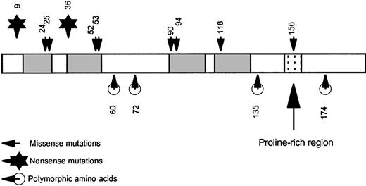 Fig. 3. Pictorial representation of p22phox. / The shaded areas represent the putative transmembrane regions. The N-terminus and C-terminus are both cytoplasmic. The stippled area is the proline-rich sequence (amino acids 151-160) that mediates a protein/protein interaction with p47phox. Note that all missense mutations that result in the complete loss of protein (the A22° phenotype) are located within the transmembrane regions, whereas the mutation causing the A22+ phenotype, as well as the polymorphic amino acids, are located outside the membrane.