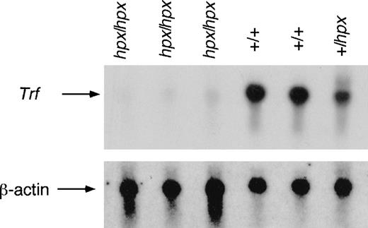 Fig. 1. Northern blot analysis of Trf expressed by wild-type and mutant animals. / Total liver RNA from homozygous, heterozygous, and wild-type animals was analyzed by Northern blot with a probe derived from the 5′ end of mouse Trf cDNA. All samples show hybridization to a 2.5-kb message, as expected for the full-length wild-type Trftranscript. The Trfhpx/+ animal shows approximately 50% as much signal as wild-type animals. However, very little Trf transcript was detected inTrfhpx/hpx mice. The lower panel shows the same blot after being stripped and reprobed with radiolabeled β-actin cDNA to demonstrate equal loading of the lanes.