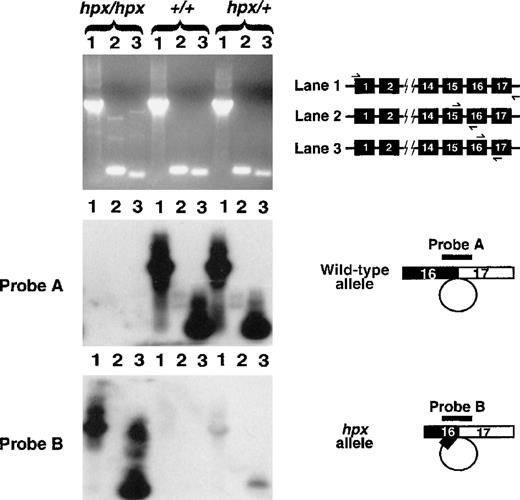 Fig. 3. RT-PCR and Southern hybridization analysis of TrfmRNA. / The cartoon in the top right corner illustrates the placement of primers in the Trf gene, which were used for RT-PCR. For each animal, lane 1 represents full-length RT-PCR, lane 2 represents RT-PCR across the splice junction for intron 15, and lane 3 represents RT-PCR across the splice junction for intron 16. The agarose gel in the top panel was analyzed by Southern blot analysis. Probe A is specific for cDNA reverse transcribed from correctly spliced Trf mRNA, completely excising intron 16. Strong hybridization signals are shown in lanes from animals carrying a wild-type allele and are absent inTrfhpx/hpx mice. Probe B hybridizes to cDNA reverse transcribed from Trf mRNA resulting from use of the cryptic splice donor site in exon 16, causing excision of intron 16 plus 27 bp of exon 16. Probe B hybridizes specifically to RT-PCR products from the Trfhpx allele.