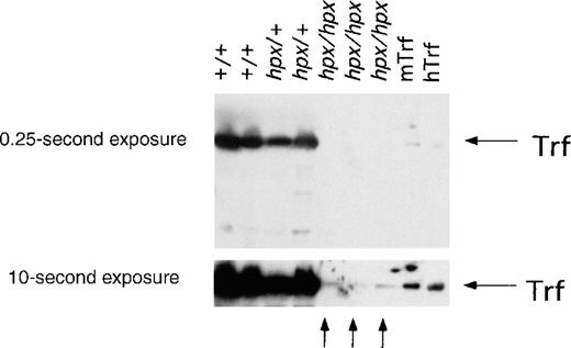 Fig. 6. Western analysis of Trf protein in wild-type and mutant animals. / Sera from Trfhpx/hpx mice, last treated with human Trf 6 to 8 months earlier, were analyzed for the presence of immunoreactive Trf by Western blotting using an antimouse Trf antibody. Two exposures of the same blot are shown here, with 50 ng of mouse Trf (mTrf) and 1 μg of human Trf (hTrf) as control lanes on the right. Trf was abundant in serum from wild-type and heterozygous mice, as seen in the first 4 lanes. In contrast, little Trf was detected in serum from Trfhpx/hpxmice. A band that migrated similarly to Trf was visible after a prolonged exposure, as shown by the arrows at the bottom. There was far less of this species present inTrfhpx/hpx mice than Trf in wild-type mice.