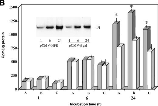 Fig. 4. Transferrin–iron incorporation in HC macrophages transfected with HFE. / (A) HC (solid bars) and normal (empty bars) macrophages were incubated for 24 hours in the presence of 55Fe-Tf and cell-associated radioactivity measured at the indicated time points. Data are mean ± SD from 6 separate experiments performed in triplicate.*P < .001 versus HC macrophages. (B) HC macrophages transduced with the pCMV-HFE (solid bars) or the pCMV-βgal (empty bars) plasmids were incubated for 24 hours in the presence of 55Fe-Tf. Cell-associated radioactivity was measured at the indicated incubation time points. Data are mean ± SD of experiments in macrophages from 3 subjects with HC (A, B, C) performed in triplicate, representative of 8 separate experiments in HC macrophages. *P < .001 versus HC macrophages transduced with control vector. (Inset) Time-course of intracellular55Fe-ferritin accumulation in HC macrophages transduced with the pCMV-HFE or the pCMV-βgal plasmid as evaluated by nondenaturing PAGE of pooled cell lysates coupled with55Fe-autoradiography. Ft, ferritin.