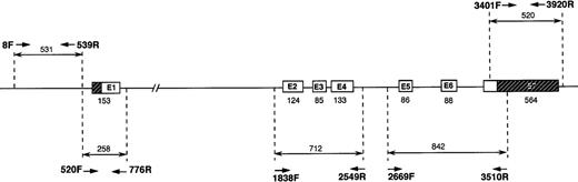Fig. 1. Strategy followed for amplification and sequencing of the TPI gene. / Primers used and PCR conditions are described in Table 1. The strategy followed used PCR amplification of the TPI gene in 5 parts, 2 for the promoter region and 3 for the exons and intron-exon boundaries. Fragment amplified with primers 520F and 776R overlaps both the promoter and exon 1 regions.
