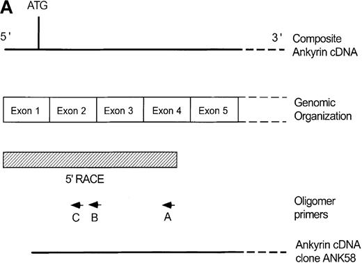 Fig. 1. Structure of the 5′ end of the human ankyrin-1 erythroid cDNA. / (A) A diagram of the 5′ end of the human ankyrin-1 cDNA is shown. The composite ankyrin cDNA is denoted by the line and the location of the initiation codon is shown (top). The genomic organization of the 5′end of the ankyrin-1 gene is shown, with the exons denoted by the boxes. Sequences obtained by 5′ RACE are denoted by the hatched box. Oligonucleotide primers used in 5′ RACE experiments are denoted by the arrows. The location of the probe used in genomic library screening, ANK58, is shown (bottom). (B) The 5′ end of the human ankyrin-1 chromosomal gene. A genomic DNA clone, λAN 261, spanning approximately 16-kb of DNA, was isolated from a human genomic DNA library. An EcoRI restriction map of clone λAN 261 is shown (top). This clone contained exon 1 of the ankrin-1 erythroid gene in a 2-kb EcoRI fragment (middle). The core ankyrin-1 promoter had very high G+C content and contained restriction enzyme sites found in HTF islands (bottom). See text for details.