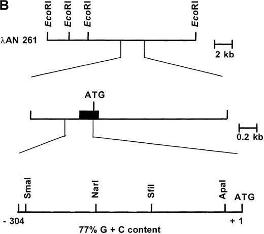 Fig. 1. Structure of the 5′ end of the human ankyrin-1 erythroid cDNA. / (A) A diagram of the 5′ end of the human ankyrin-1 cDNA is shown. The composite ankyrin cDNA is denoted by the line and the location of the initiation codon is shown (top). The genomic organization of the 5′end of the ankyrin-1 gene is shown, with the exons denoted by the boxes. Sequences obtained by 5′ RACE are denoted by the hatched box. Oligonucleotide primers used in 5′ RACE experiments are denoted by the arrows. The location of the probe used in genomic library screening, ANK58, is shown (bottom). (B) The 5′ end of the human ankyrin-1 chromosomal gene. A genomic DNA clone, λAN 261, spanning approximately 16-kb of DNA, was isolated from a human genomic DNA library. An EcoRI restriction map of clone λAN 261 is shown (top). This clone contained exon 1 of the ankrin-1 erythroid gene in a 2-kb EcoRI fragment (middle). The core ankyrin-1 promoter had very high G+C content and contained restriction enzyme sites found in HTF islands (bottom). See text for details.