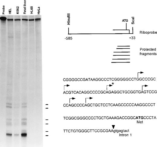 Fig. 3. Mapping the 5′ end of the human ankyrin-1 cDNA. / RNase mapping was carried out using an ankyrin-1 riboprobe (upper right). This probe contains sequences corresponding to exon 1 of the ankyrin-1 gene, 5′flanking DNA, and part of intron 1. Ten micrograms of K562, HEL, human fetal liver, HL60 total RNA, or tRNA were used as template. Six transcription initiation sites, noted by the lines (left) and annotated by an arrow above the corresponding sequences (lower right), were identified. The 5′ end of the previously reported sequence obtained from cDNA cloning is denoted by the asterisk.