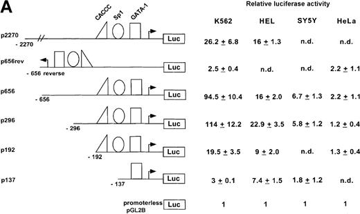Fig. 4. Activity of the ankyrin-1 gene erythroid promoter in erythroid and nonerythroid cell lines in transient transfection assays. / (A) Plasmids containing 5′ flanking DNA of the ankyrin-1 gene upstream of a firefly luciferase reporter gene were transfected into K562, HEL, and SY5Y (human neuroblastoma), or HeLa cells and relative luciferase activity determined as described. The data are means ± SD of at least 6 independent transfection experiments. (B) Promoter/reporter plasmids containing mutations in consensus DNA-protein binding sites of the ankyrin-1 gene promoter, denoted by the “X” and listed to the right, were transiently transfected into K562 cells and relative luciferase reporter gene expression determined as described.