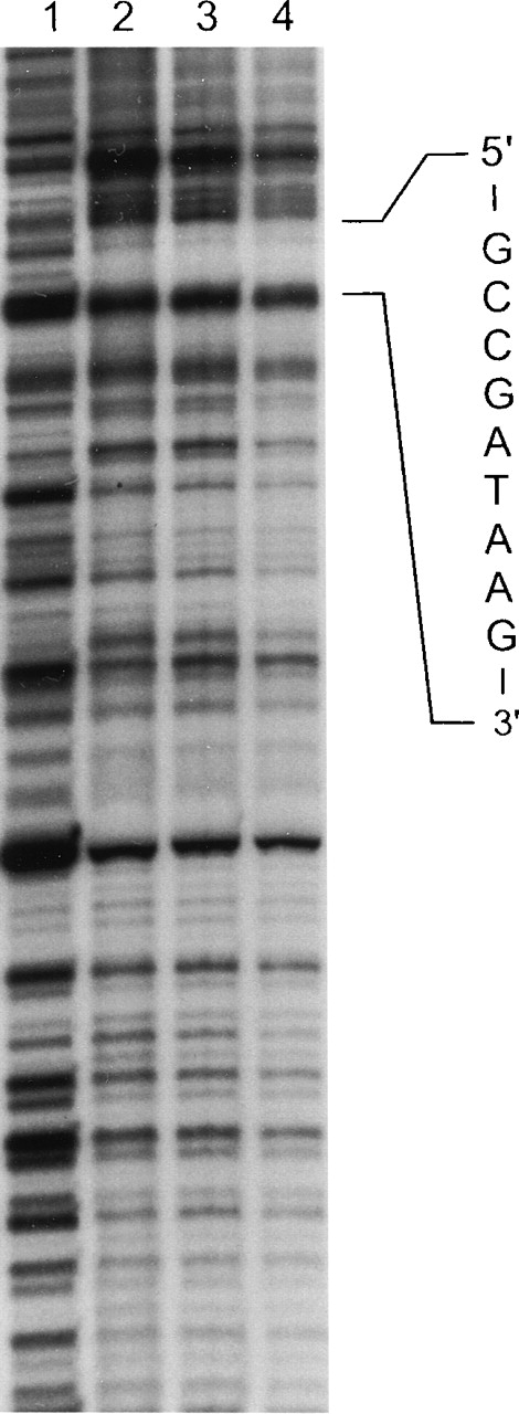 Fig. 5. In vitro DNase I footprinting of the human ankyrin-1 promoter. / In vitro DNAse I footprinting of the human ankyrin-1 gene promoter was performed using erythroid (K562) extracts. Lane 1 reaction mixture does not contain nuclear extracts. Lanes 2, 3, and 4 contain nuclear extracts and increasing amounts of DNaseI. (See text for details.) A protected site, GCCGATAAG, corresponding to a GATA-1 consensus binding site was identified. In additional experiments, a second protected site, GCCACCCCTCCGCCC, corresponding to binding motifs for Sp1 and CACCC-related proteins was identified in the upstream sequence (not shown).