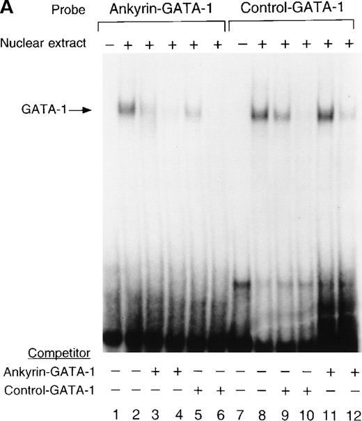 Fig. 6. Electrophoretic mobility shift assays of the footprinted GATA-1 site of the human ankyrin-1 gene promoter. / (A) Gel mobility shift assays using oligonucleotides corresponding to the ankyrin-1 promoter footprinted GATA-1 site or control GATA-1 site and nuclear extracts from erythroid (K562) cells. Increasing amounts of unlabeled, DS oligonucleotide (10 molar and 100 molar excess) corresponding to the ankyrin-1 GATA-1 site or a control GATA-1 site were added to the reactions as competitor where indicated. (B) Gel mobility shift assays using oligonucleotides corresponding to the ankyrin-1 promoter footprinted GATA-1 site or control GATA-1 site and K562 cell nuclear extracts. GATA-1 antibody was added to the reaction mixtures where indicated.