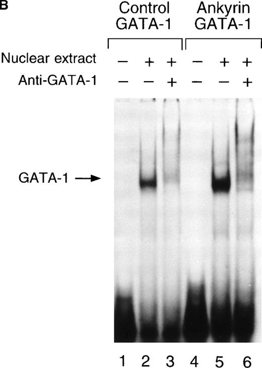 Fig. 6. Electrophoretic mobility shift assays of the footprinted GATA-1 site of the human ankyrin-1 gene promoter. / (A) Gel mobility shift assays using oligonucleotides corresponding to the ankyrin-1 promoter footprinted GATA-1 site or control GATA-1 site and nuclear extracts from erythroid (K562) cells. Increasing amounts of unlabeled, DS oligonucleotide (10 molar and 100 molar excess) corresponding to the ankyrin-1 GATA-1 site or a control GATA-1 site were added to the reactions as competitor where indicated. (B) Gel mobility shift assays using oligonucleotides corresponding to the ankyrin-1 promoter footprinted GATA-1 site or control GATA-1 site and K562 cell nuclear extracts. GATA-1 antibody was added to the reaction mixtures where indicated.