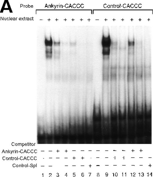 Fig. 7. Electrophoretic mobility shift assays of the footprinted Sp1 site in the human ankyrin-1 gene promoter. / (A) Gel mobility shift assays using oligonucleotides corresponding to the ankyrin-1 promoter footprinted Sp1 site or control Sp1 site and nuclear extracts from erythroid (K562) cells. Increasing amounts of unlabeled, DS oligonucleotide (10 molar and 100 molar excess) corresponding to the ankyrin-1 Sp1 site or a control Sp1 site were added to the reactions as competitor where indicated. (B) Gel mobility shift assays using ankyrin-1 promoter oligonucleotides corresponding to the footprinted CACCC site and K562 cell nuclear extracts. Increasing amounts of unlabeled, DS oligonucleotide corresponding to the ankyrin-1 CACCC site, a control CACCC site (10 molar and 100 molar excess), and a control Sp1 site (100 molar excess) were added to the reactions as competitor where indicated. (C) Gel mobility shift assays using oligonucleotides corresponding to the ankyrin-1 promoter footprinted Sp1 site or control Sp1 site and K562 cell nuclear extracts. Sp1 antibody was added to the reaction mixtures where indicated.