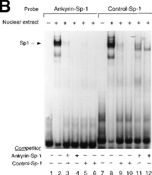 Fig. 7. Electrophoretic mobility shift assays of the footprinted Sp1 site in the human ankyrin-1 gene promoter. / (A) Gel mobility shift assays using oligonucleotides corresponding to the ankyrin-1 promoter footprinted Sp1 site or control Sp1 site and nuclear extracts from erythroid (K562) cells. Increasing amounts of unlabeled, DS oligonucleotide (10 molar and 100 molar excess) corresponding to the ankyrin-1 Sp1 site or a control Sp1 site were added to the reactions as competitor where indicated. (B) Gel mobility shift assays using ankyrin-1 promoter oligonucleotides corresponding to the footprinted CACCC site and K562 cell nuclear extracts. Increasing amounts of unlabeled, DS oligonucleotide corresponding to the ankyrin-1 CACCC site, a control CACCC site (10 molar and 100 molar excess), and a control Sp1 site (100 molar excess) were added to the reactions as competitor where indicated. (C) Gel mobility shift assays using oligonucleotides corresponding to the ankyrin-1 promoter footprinted Sp1 site or control Sp1 site and K562 cell nuclear extracts. Sp1 antibody was added to the reaction mixtures where indicated.