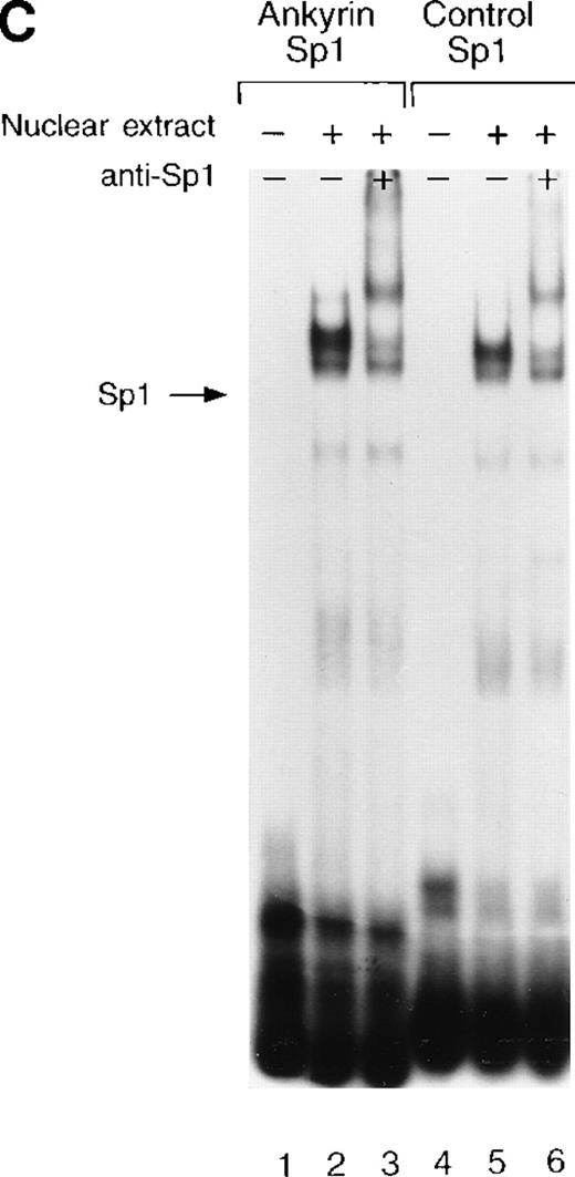 Fig. 7. Electrophoretic mobility shift assays of the footprinted Sp1 site in the human ankyrin-1 gene promoter. / (A) Gel mobility shift assays using oligonucleotides corresponding to the ankyrin-1 promoter footprinted Sp1 site or control Sp1 site and nuclear extracts from erythroid (K562) cells. Increasing amounts of unlabeled, DS oligonucleotide (10 molar and 100 molar excess) corresponding to the ankyrin-1 Sp1 site or a control Sp1 site were added to the reactions as competitor where indicated. (B) Gel mobility shift assays using ankyrin-1 promoter oligonucleotides corresponding to the footprinted CACCC site and K562 cell nuclear extracts. Increasing amounts of unlabeled, DS oligonucleotide corresponding to the ankyrin-1 CACCC site, a control CACCC site (10 molar and 100 molar excess), and a control Sp1 site (100 molar excess) were added to the reactions as competitor where indicated. (C) Gel mobility shift assays using oligonucleotides corresponding to the ankyrin-1 promoter footprinted Sp1 site or control Sp1 site and K562 cell nuclear extracts. Sp1 antibody was added to the reaction mixtures where indicated.