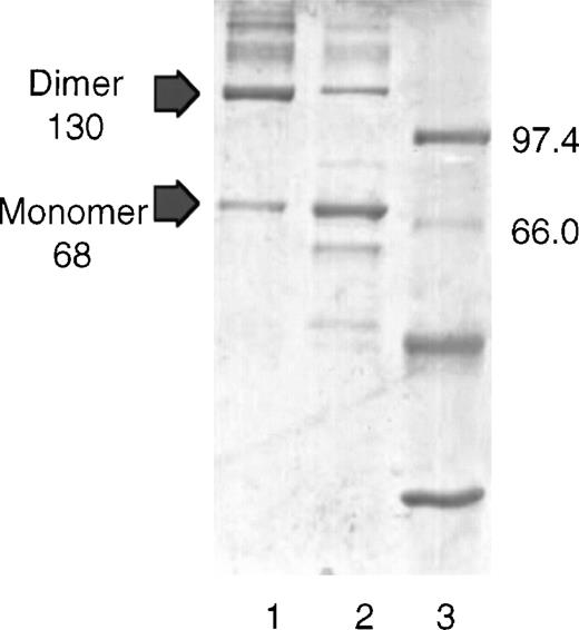 Fig. 2. SDS-PAGE analysis of SS2. / Gel showing the purity of the SS2 and monomeric HPLC fractions of the DT390sFv modified by introducing a c-terminal cysteine. (Lane 1) SS2 fraction; (lane 2) monomeric fraction; (lane 3) mw standards.