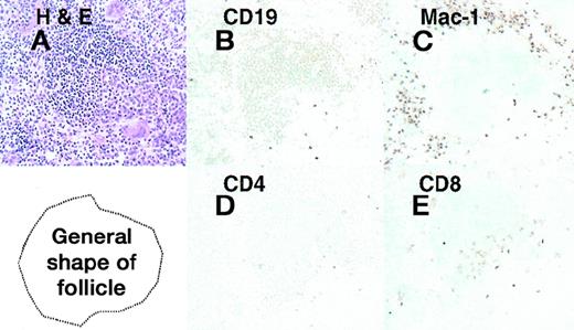 Fig. 6. Sections of spleen (objective lens 40×) from a mouse given ip injections SS2 at 80 μg/d. / Cryosections were stained by immunoperoxidase using biotinylated monoclonal antibodies.