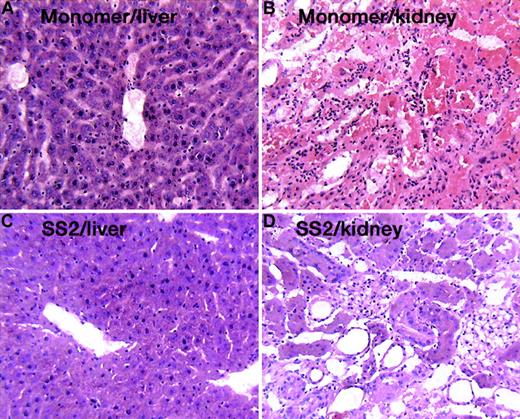 Fig. 7. C57BL/6 mice were randomly grouped and injected with SS2 or monomer. / Kidney and liver were removed, sectioned, and stained with H&E to visualize organ damage. Two animals per group were examined with identical results.