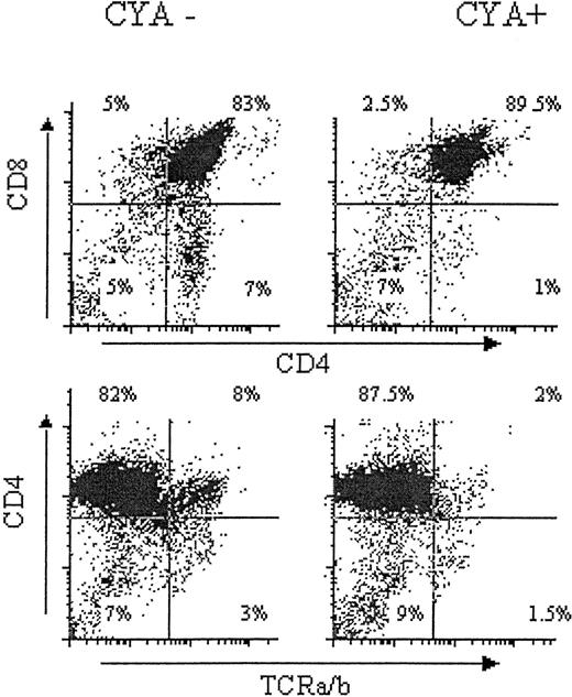 Fig. 1. Effects of CYA on developing thymocytes. / Mice were treated with daily subcutaneous injections containing sterile olive oil alone (upper and lower left, CYA−), or 20mg/kg CYA dissolved in sterile olive oil from day −15 to day −3 (upper and lower right, CYA+). Mice were killed at day 0. Age- and sex-matched experimental and control mice were treated and analyzed simultaneously. Unfractionated thymocytes were harvested and stained as indicated.