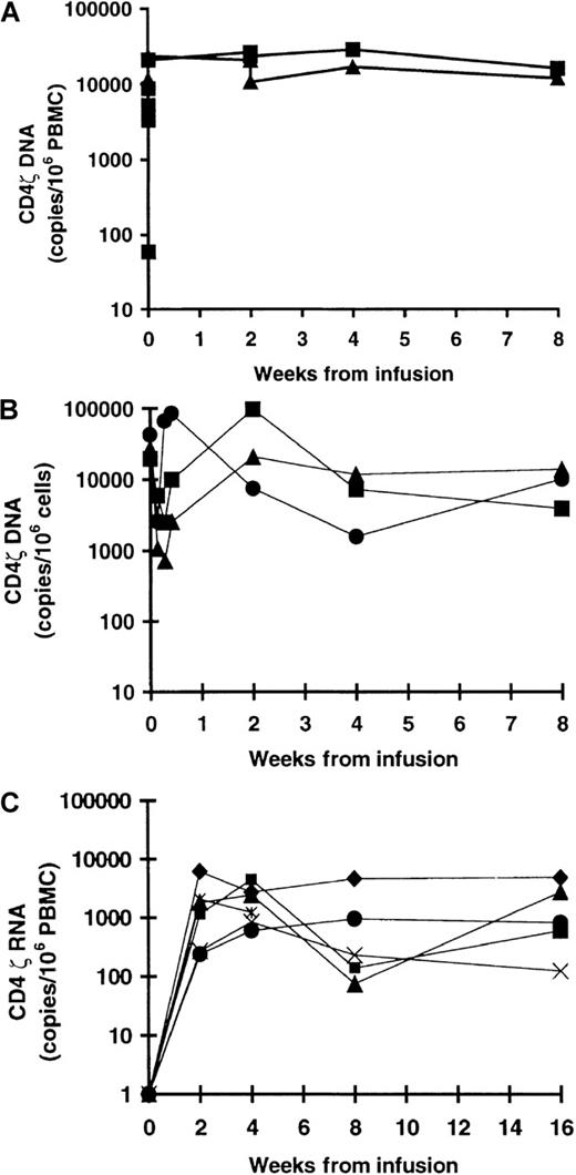 Fig. 2. CD4ζ-modified T-cell survival and gene expression in peripheral blood mononuclear cells (PBMCs). / Gene-modified T-cell infusion was administered at week 0, and patients were followed for at least 8 weeks after infusion. (A) Survival of CD4ζ-modified T cells in peripheral blood as measured by quantitative DNA PCR analysis for CD4ζ in the cells only (▴) and cells + IL-2 (▪) treatment cohorts through 8 weeks of follow-up. There were no statistically significant differences between cohorts at any time point after infusion (P = .35, week 2; P = .49, week 4;P = .93, week 8). (B) Immunoselected populations of CD4+ (▪) and CD8+ (•) T cells in peripheral blood were analyzed for the presence of CD4ζ by DNA PCR and compared with the presence of CD4ζ in the bulk population (▴). The results confirmed the persistence of both gene-modified CD4+ and CD8+ T cells in 6 of 6 patients analyzed for at least 8 weeks. Results of 1 representative patient (J233) out of a total of 6 analyzed are shown. (C) Persistent, relatively stable expression of the CD4ζ gene was confirmed for at least 16 weeks by CD4ζ RNA RT-PCR analysis of PBMCs in 6 patients (G251, T253, Y254, Q202, Y292, and J233).