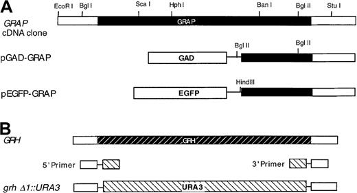 Fig. 1. Restriction maps of the GRAP gene, theGRH gene, and related constructs. / Genes and constructs are described in “Materials and methods,” and the direction of transcription in all maps is from left to right. (A) GRAP gene-coding region is shown in solid shading. GAD extends from residues 768 to 881. Both pGAD-GRAP and pEGFP-GRAP are fused to GRAP at codon 126. (B) GRH gene-coding region is shown in the shaded striped bar. URA3 gene is shown in the striped bar.