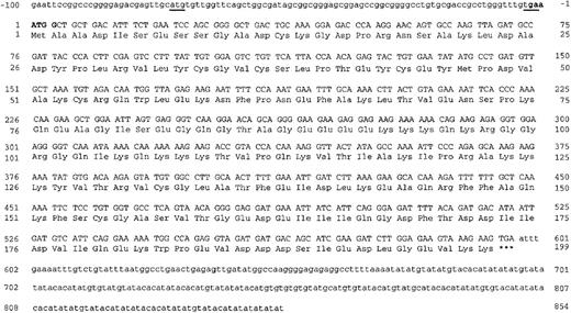 Fig. 2. Sequence analysis of GRAP cDNA. / Nucleotide and amino acid numbers are indicated. The open reading frame is shown in uppercase letters, and the 5′- and 3′-noncoding regions are shown in lowercase letters. The atg and tag codons of the small ORF are underlined. The Kozak consensus sequence is in bold.