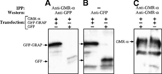 Fig. 3. Interaction of GMR- with GRAP. / COS cells were cotransfected with plasmids encoding the wild type of GMR-α and the fusion protein EGFP-GRAP or EGFP as indicated. Cells were lysed, and proteins were immunoprecipitated with anti-GMR-α sera. Immunoprecipitates were fractionated by 10% SDS-PAGE and immunoblotted. Primary antibodies were polyclonal anti-GMR-α and monoclonal EGFP. The secondary antibody was horseradish peroxidase-linked antirabbit or antimouse immunoglobulin. (A) Cell lysates from cells transfected with GMR-α and EGFP-GRAP or EGFP. Immunoprecipitation with anti-GMR-α and immunoblotting with anti EGFP. (B) No immunoprecipitation. Immunoblotting was with anti-EGFP. (C) Immunoprecipitation and immunoblotting with anti-GMR-α.