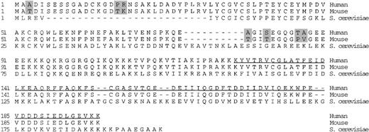 Fig. 6. Amino acid alignment of GRAP in human, mouse, and yeast. / Shaded boxes indicate the amino acids that differ between the human and mouse GRAP. The underlined sequence shows the part of GRAP that was used to make the EGFP-GRAP fusion protein. Amino acid residues not present in the GRAP sequence homologues are shown as dashes.