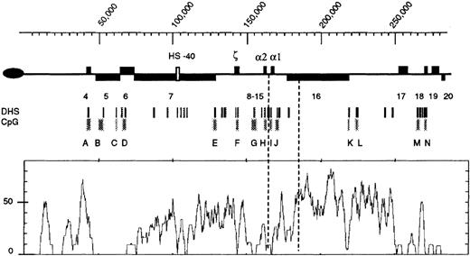 Fig. 1. Structure of the terminal region (approximately 300 kb) of the human chromosome 16p. / The oval on the left represents the telomere. Previously described genes (4-203) are shown as black boxes above the line (transcribed toward the centromere) or below the line (transcribed toward the telomere). The α-globin regulatory element is shown as a white box (approximate coordinates 103 500-103 850). The embryonic (ζ) and fetal/adult (α) genes are indicated. Below the chromosome, the positions of previously characterized DNaseI hypersensitive sites (DHSs) and CpG islands (labeled A-N) are shown. Below this is a graph of the percent ofAlu sequences per 3 kb. Dashed vertical lines represent the 5′ and 3′ extents of the ZF deletion. The scale is in base pairs. Coordinate 1 is the first nucleotide in the chromosomal sequence described in Flint et al.3