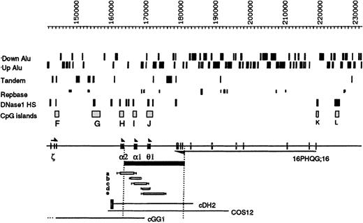 Fig. 2. Details of the region around the −ZFbreakpoints. / The positions of the Alu elements orientated toward (Up) or away from (Down) the telomere are shown. Below this, tandem repeats, other repeats, and DNaseI HS and CpG islands (labeled F-L) are shown. The ζ, α, and θ1genes are transcribed toward the centromere, and the gene16PHQG;16 is transcribed toward the telomere. The α−ZF deletion is shown as a black bar below the chromosome. Genomic mapping localized its 5′ breakpoint between an HpaI site (at coordinate 164 012) and a SacI site (at coordinate 164 356), beyond the polyA addition site of the α2-globin gene. Pulsed field gel electrophoresis of a Not1 α-specific fragment, approximately 380 kb, indicated that the deletion extends for approximately 18 kb (data not shown). The 3′ breakpoint was localized between a BglII site (coordinate 180 096) and a BamHI site (coordinate 182 417). Forward 280 and reverse 279 primers were designed from the breakpoint regions, and a 928-bp fragment spanning the breakpoint was amplified (data not shown) in the propositus (Z.F.) and his mother (H.F.). DNA sequence analysis demonstrated that the breakpoints lie between coordinates 164 044-45 and 182 395-96 and arose via an illegitimate recombination event (sequence available on request). Five previously described deletions that remove overlapping segments of this region are denoted a-e14; none of these silence α gene expression, although deletion a, −α3.7, only removes 1 α gene. Cosmids described in the text are shown at the bottom of the figure. The black box attached to cDH2 represents the α-globin regulatory element (HS –40).