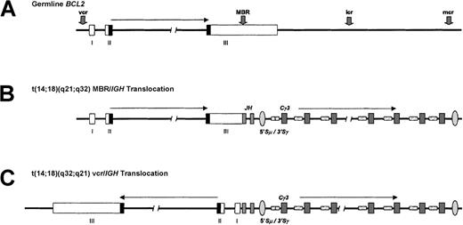 Fig. 1. t(14;18)(q32;q21) translocation. / (A) The BCL2 gene, located at chromosome 18q21.3, consists of 3 coding exons separated by an intron of about 250 kb and is involved inIG translocations in about 80% of follicular B-NHL and 1% to 2% of all cases of CLL. The transcriptional orientation of the gene is from telomere to centromere. The BCL2 open reading frame is denoted by the shaded region, and IGH switch regions are hatched. MBR denotes major breakpoint region; mcr, minor cluster region; vcr, variant cluster region; icr, intermediate cluster region. (B) Typical IGH-BCL2 translocation of follicular B-NHL involving the BCL2 MBR within the 3′ UTR of the gene and the JH segments. Note that nearly all cases of follicular B-NHL with this translocation have undergone IGH class-switch deletion. A BCL2-IGH fusion mRNA is produced. (C) A vcr rearrangement typical of CLL with t(14;18)(q32;q21). Here, the 5′ portion of the BCL2 gene, which is about 250 kb centromeric of the 3′ UTR, becomes juxtaposed with the IGHJ segments in opposite transcriptional orientation. This implies that this translocation must be associated with inversion within either chromosome 18 or 14 and suggests a different pathogenic mechanism. The precise anatomy of this type of translocation remains to be determined.