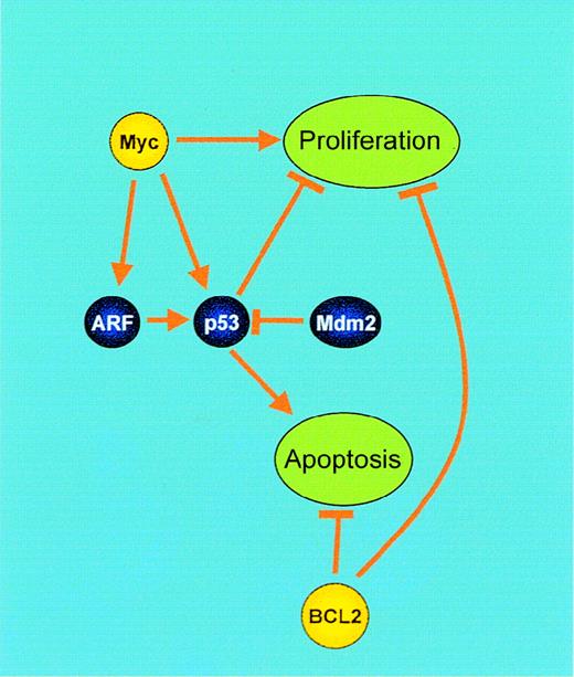 Fig. 4. Synergistic interaction of BCL2 and Myc. / Genes involved in these processes, which are deregulated by IGtranslocations, are shown in yellow. BCL2: Central to the control of apoptosis is the release of cytochrome c from the mitochondrion, resulting in activation of procaspase 9. BCL2 prevents this by maintaining ADP/ATP exchange through the voltage-dependent anion channel (VDAC) within the mitochondrial membrane, inhibiting H+ accumulation in the intermembrane space and subsequent cytochrome c release. However, BCL2 also inhibits proliferation by promoting cell cycle arrest. Myc: Myc mediates both proliferation and apoptosis. Blocking of Myc-induced apoptosis by genetic events, such as BCL2 overexpression or alterations in the p19 (ARF)–Mdm2–p53 pathway, results in unrestrained proliferation.