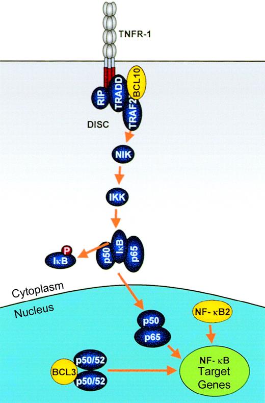 Fig. 5. Modulation of NF-κB activation by IGtranslocations. / Genes involved in these processes, which are deregulated by IGtranslocations, are shown in yellow. NF-κB activation by extracellular signals such as TNF is mediated via a signaling pathway involving the death initiator signaling complex (DISC), TRAF2, NIK, IKK, and phosphorylation and degradation of IκB. NF-κB2:Truncated NF-κB2 proteins as found in some lymphomas are constitutively active transcription factors, mediating up-regulation of NF-κB target genes, including those involved in proliferation and apoptosis, such as cyclin D1 and Bcl-xL. BCL10:BCL10 mediates both NF-κB activation, through its recruitment to the DISC, and apoptosis via mechanisms that remain unclear. Truncated BCL10 maintains its NF-κB–activating functions but loses its apoptotic activity. BCL3: BCL3 is an IκB family member, which mediates transcriptional up-regulation of NF-κB target genes through interaction with p50/p52 homodimers.