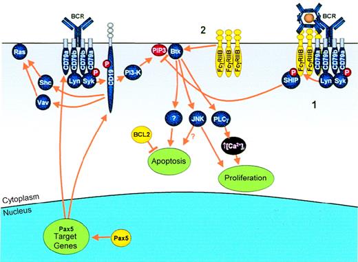 Fig. 6. Modulation of antigen receptor signaling by IGtranslocations. / Genes that are deregulated as a result of IG translocation are shown in yellow. Antigen binding to the BCR results in B-cell activation via multiple effectors, including Ras, Btk, JNK, and PLCγ.Pax5: Pax5 transcriptionally up-regulates 2 key molecules in the BCR complex, CD79a and CD19, allowing enhanced B-cell proliferation. FcγRIIB: In normal B cells, FcγRIIB mediates its inhibitory signal via 1 of 2 pathways. (1) Simultaneous cross-linking of FcγRIIB with the BCR by immune complexes results in phosphorylation of the FcγRIIB ITIM and subsequent recruitment of SHIP, which, by hydrolyzing PIP3, results in dissociation from the membrane and, therefore, inactivation of Btk. (2) Alternatively, cross-linking of FcγRIIB alone results in apoptosis mediated via direct activation of Btk. In cases of follicular lymphoma demonstrating the t(1;22)(q22;q11), the t(14;18) is a prior event, resulting in overexpression of BCL2, which blocks apoptosis and may allow proliferative signals to go unhindered.