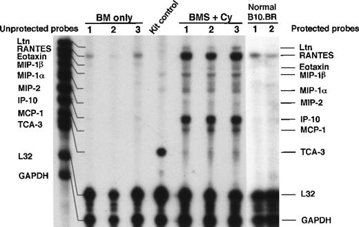 Fig. 2. Expression of chemokines in lung parenchyma on day 7 post-allogeneic BMT. / B10.BR recipient mice were preconditioned with TBI (7.5 Gy, day −1) with or without Cy (120 mg/kg per day, days −3, −2) as indicated and given C57BL/6 BM without (BM) or with 15 × 106 spleen cells (BMS) on the day of BMT (day 0). Lung tissue total RNA (obtained after exsanguination and BAL of lungs) on day 7 post-BMT was analyzed by RPA as described in “Materials and methods” using the CK5 template from Pharmingen. One of 3 representative experiments is shown. Densitometry data are shown in Figure 3.