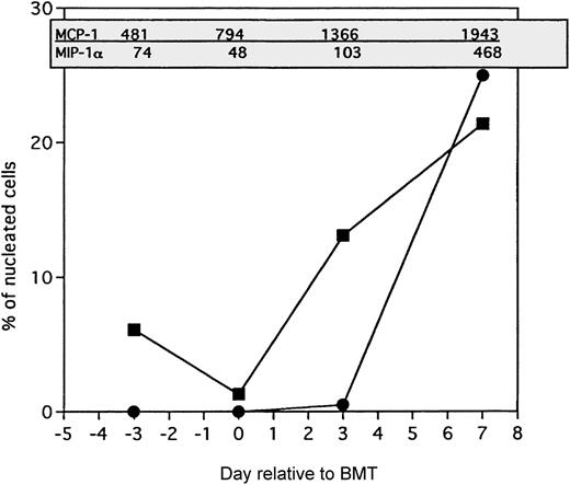Fig. 5. Comparison of MCP-1 and MIP-1 levels in the lung with frequencies of host monocytes and donor T cells. / ▪ indicates host monocytes; •, donor T cells. B10.BR recipient mice were preconditioned with TBI (7.5 Gy, day −1) and Cy (120 mg/kg per day, days −3, −2) and given C57BL/6 BM with 15 × 106 spleen cells (BMS) on the day of BMT (day 0). Chemokine levels in picograms per milliliter of BAL fluid (in shaded box) were determined by ELISA of lung protein extracts as described in “Materials and methods” from mice killed on day −3 (prior to Cy administration), day 0 (prior to BMT), day 3, and day 7 after BMT. Frequencies of host monocytes and donor T cells (as a percentage of total nucleated cells) were determined by immunohistochemical staining of lung cryosections using biotinylated monoclonal antibodies as described previously.6