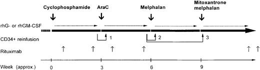 Fig. 1. Overall treatment plan, including both the in vivo purging phase (cyclophosphamide and cytarabine) and subsequent myeloablative antilymphoma therapy (melphalan and mitoxantrone plus melphalan). / The doses were as follows: cyclophosphamide, 7 g/m2 of body-surface area; cytarabine, 1.5 to 2 g/m2 every 12 hours for 6 consecutive days; recombinant granulocyte colony-stimulating factor (CSF) or recombinant granulocyte-macrophage CSF, 5 μg/kg of body weight/day; reinfusion 1, 2 × 106CD34+ cells/kg, irrespective of polymerase chain reaction (PCR) status; and reinfusions 2 and 3, 5 × 106 and at least 8 × 106 CD34+ cells/kg, respectively, only if PCR negative. Intervals between cycles are approximate.